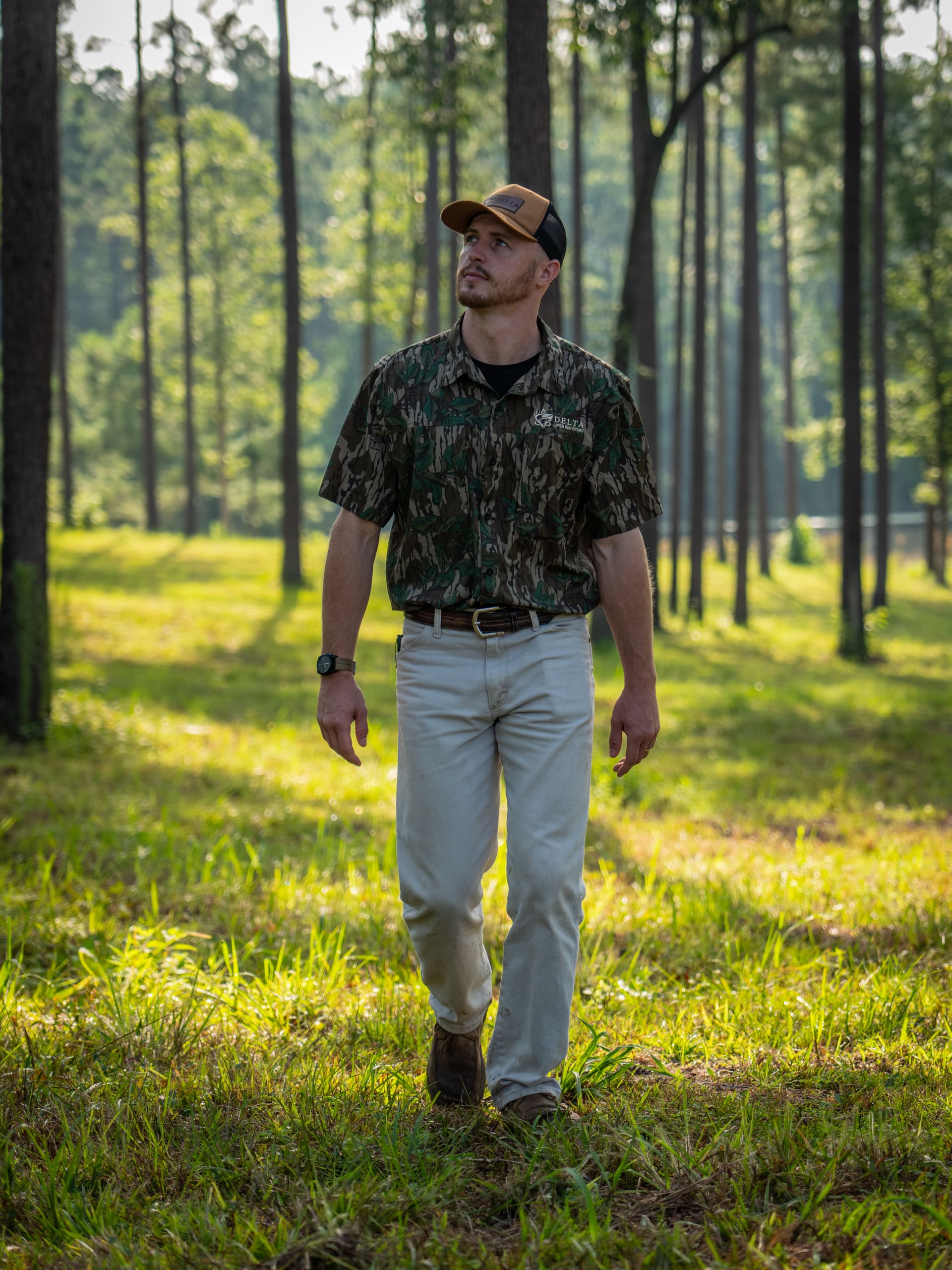 Pine timber in the Delta