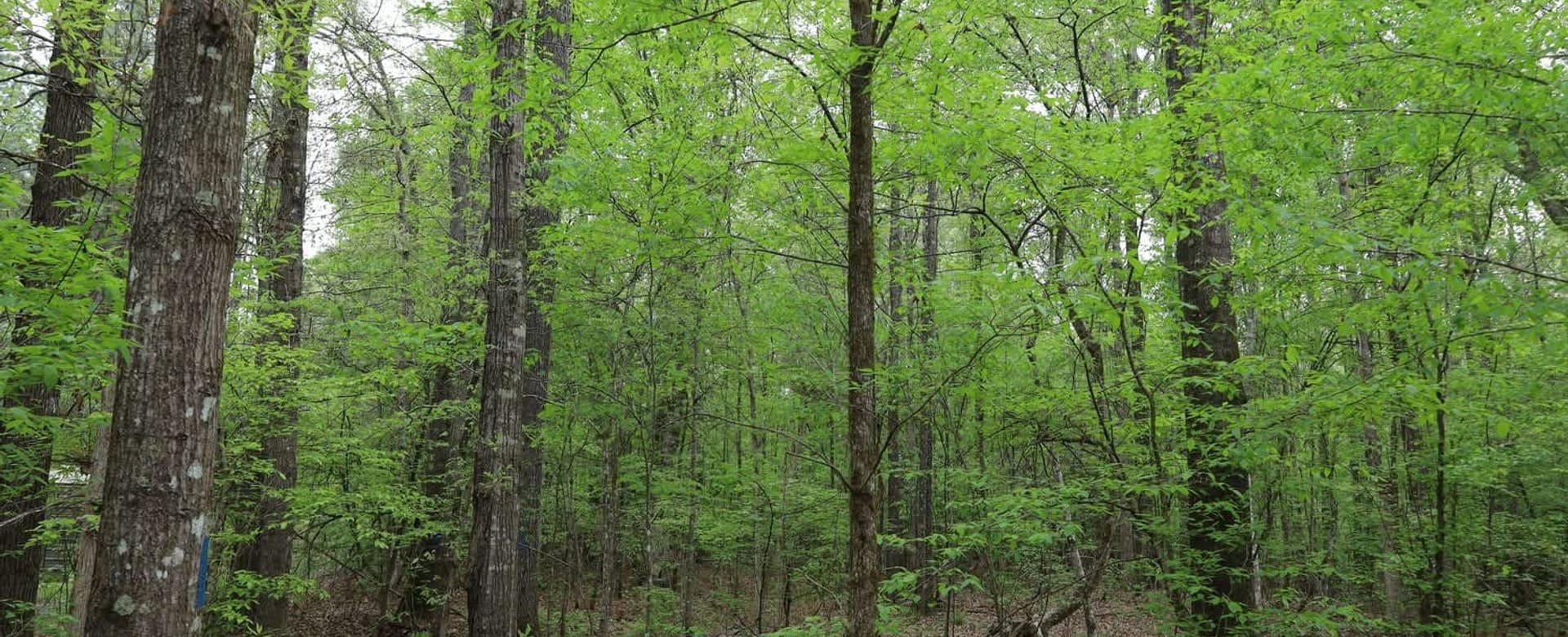 Hardwood timber in the Delta