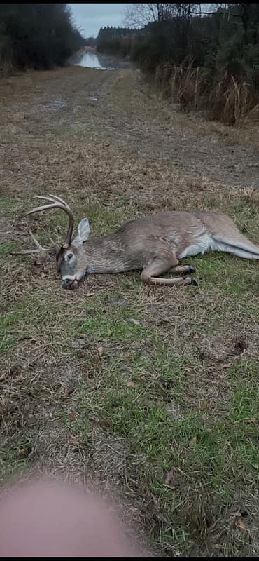 Deer2