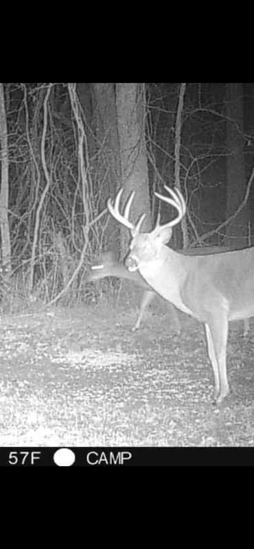 Deer4