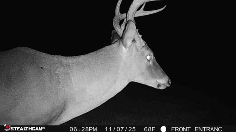 Deer5