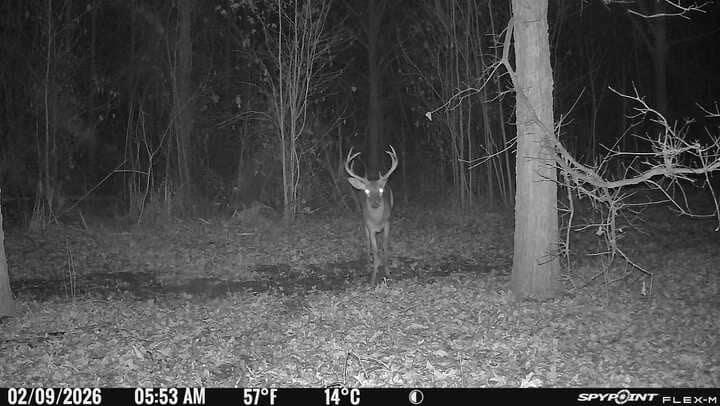 trail cam 2