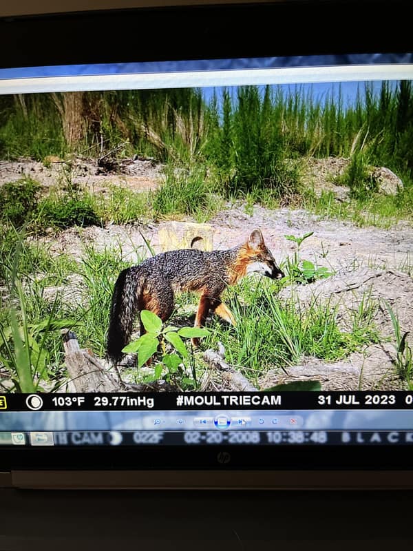 Trail Cam 14