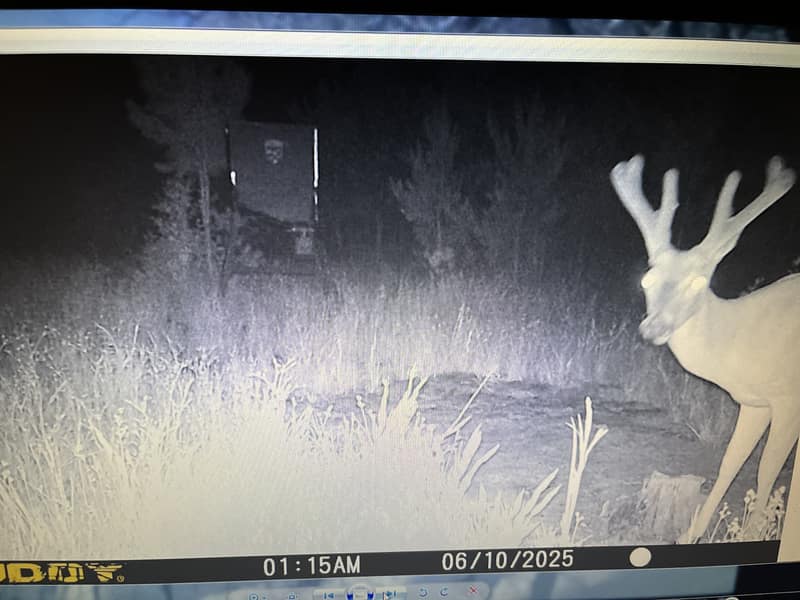 Trail Cam 4