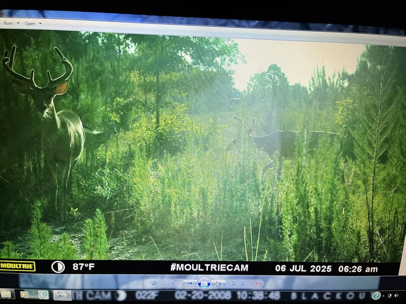 Trail Cam 6